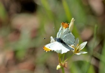 Orange Tip Butterfly On Wildflower