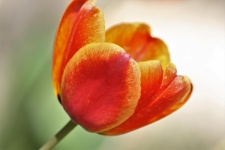 Orange Tulip Close-up
