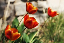 Orange Tulips Reaching For The Sun