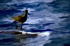 Painted Bird At Ocean