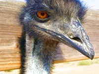 Painted Emu
