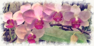 Painted Orchids