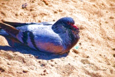 Painted Pigeon