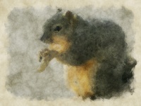 Painted Squirrel