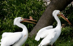 Pair Of White Pelicans