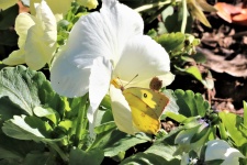 Pansy With Butterfly And Snail
