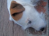 Parsons Jack Russell Dog