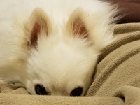 Peek-a-boo Dog