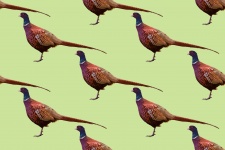 Pheasant Painting Background