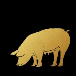 Pig Gold