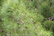 Pine Needle Background