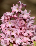 Pink Hyacinth Petals