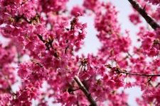 Pink Judas Tree Flower Background