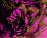 Pink Rose Abstract Background
