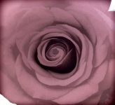 Pink Rose Design Background