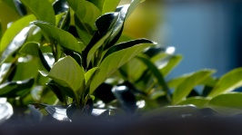 Plant Background