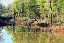 Pond Reflections In Spring