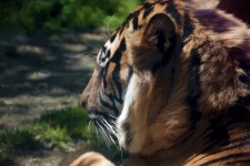 Profile Of A Tiger Head