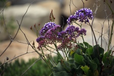 Purple Flowering Shrub