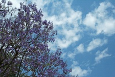 Purple Jacaranda Flowers On A Tree