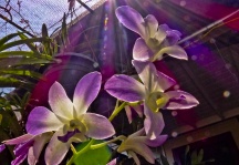 Purple Rays On Flowers