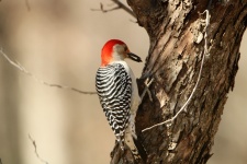 Red-bellied Woodpecker With Seed
