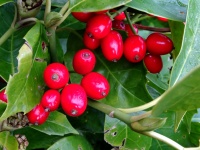Red Berries Among The Leaves