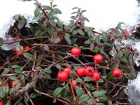 Red Berries In Melting Snow