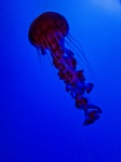 Red Jellyfish Vertical