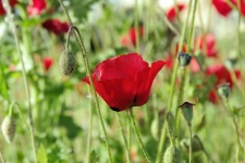 Red Poppy Flowers In Field