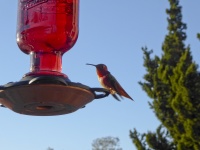 Red-Throated Hummingbird