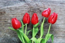 Red Tulips On Wood Background