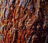 Redwood Tree Bark Closeup