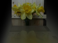 Reflective Daffodils