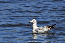 Ring-billed Seagull Swimming