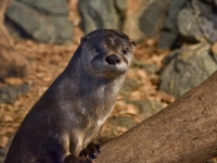 River Otter At Zoo