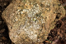 Rock With Crinoid Fossils