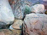 Rocks And Plants In The Desert