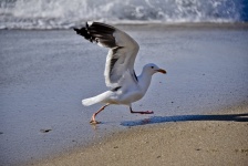 Running Seagull