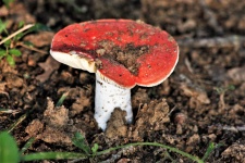 Russula Emetica Mushroom Close-up