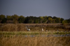Sandhill Cranes With Geese