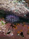 Sea Urchin And Coral Reef