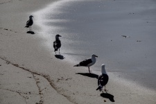 Seagulls By The Shore