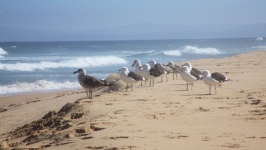 Seagulls On The Sand