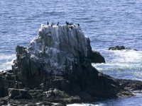 Seal Rocks Laguna Beach