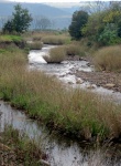 Shallow River Passing Through Grass