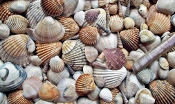 Shells Background Wallpaper