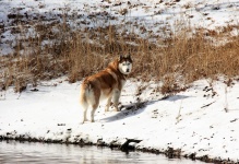 Siberian Husky In Snow