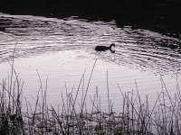 Silhouette Of A Waterbird On A Pond