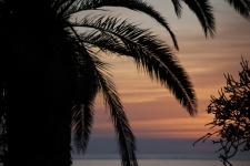 Silhouette Palm Sunset